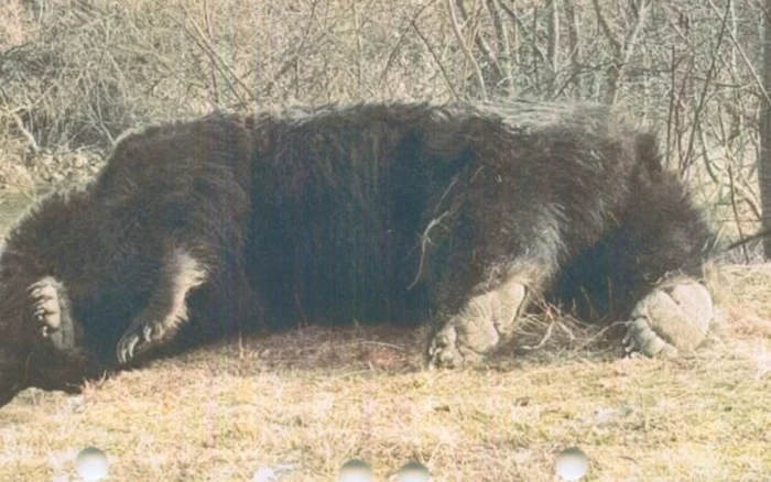 Ancheta in cazul vânării ursului Arthur FOTO g4media