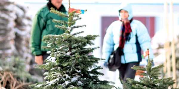 Goana după pomii de Crăciun a atins apogeul weekendul trecut, în pieţe, florării şi parcări de supermaket   