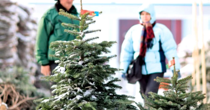 Goana după pomii de Crăciun a atins apogeul weekendul trecut, în pieţe, florării şi parcări de supermaket