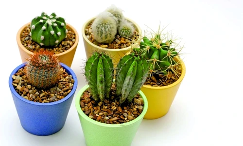 1 47732 original jpg jpeg