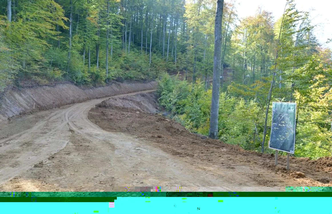 Un drum judeţean din Timiş arată ca unul forestier, iar o firmă a fost amendată pentru confuzie FOTO Arhivă