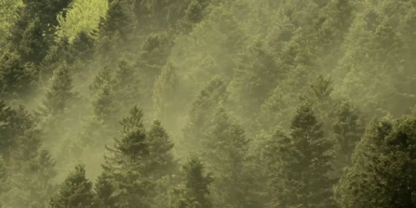 piatra craiului Polenizare