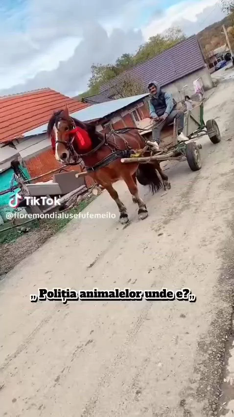 Individ reținut după ce a schingiuit un cal și s-a lăudat cu imaginile pe TikTok