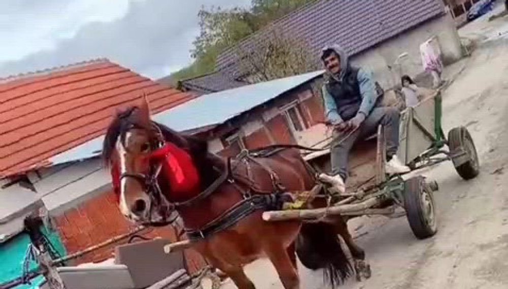 Individ reținut după ce a schingiuit un cal și s-a lăudat cu imaginile pe TikTok