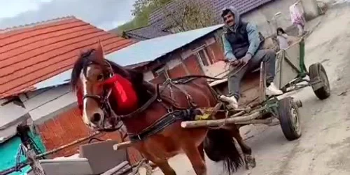 Cal schingiuit  VIDEO TikToK eBihoreanul mp4 thumbnail png