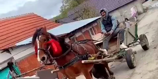Cal schingiuit  VIDEO TikToK eBihoreanul mp4 thumbnail png