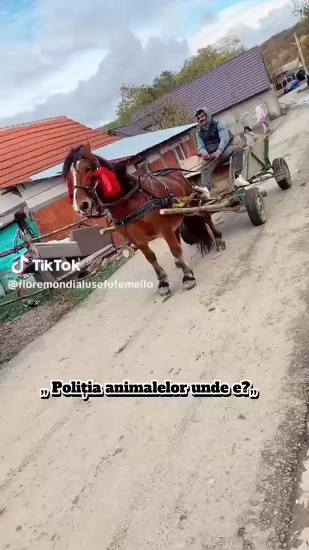 Individ reținut după ce a schingiuit un cal și s-a lăudat cu imaginile pe TikTok