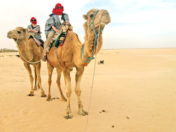 O plimbare cu cămila ne-a costat 30 de dinari, circa 35 de lei