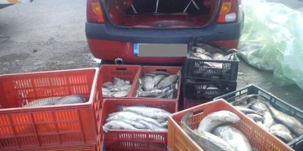 Prinşi cu peştele în portbagaj