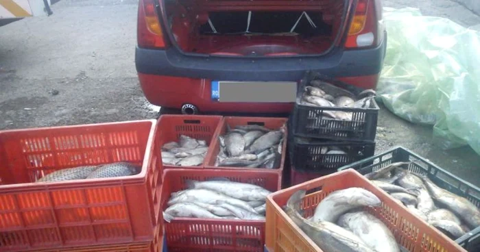 Prinşi cu peştele în portbagaj
