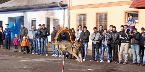 Demonstraţie de câini la Suceava