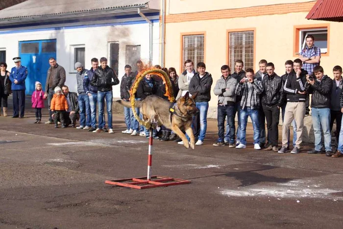 Demonstraţie de câini la Suceava