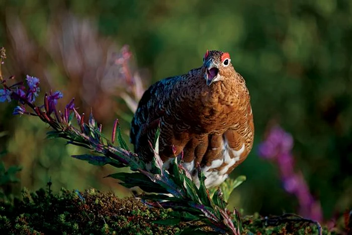 michael melford book hidden alaska bird 33606 600x450 jpg jpeg