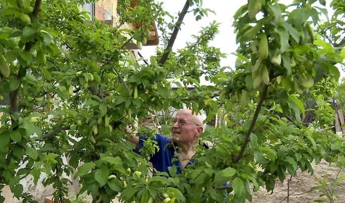 Localnicii din Smeeni sunt uimiţi de ”arătăniile” din corcoduşi Foto I.Bunilă