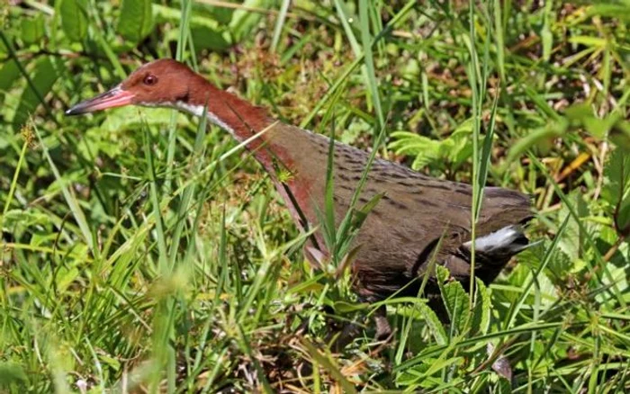 Cârstelul cu gât alb a recolonizat atolul Aldabra de două ori