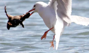 CLIIMA20120910 0044 1 jpeg