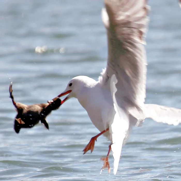 "Stai aşa, puiule, că te papă băiatul!"