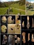 Charterhouse Warren în Somerset Marea Britanie descoperire terifiantă canibalism în Epoca Bronzului Colaj DMS