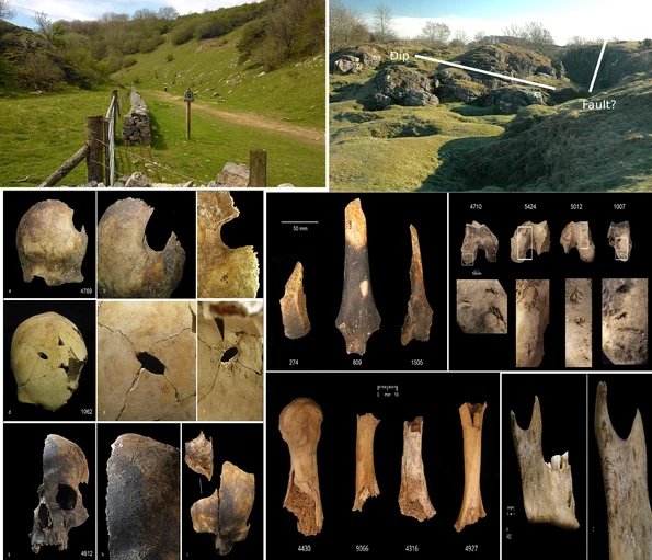 Charterhouse Warren în Somerset Marea Britanie descoperire terifiantă canibalism în Epoca Bronzului Colaj DMS