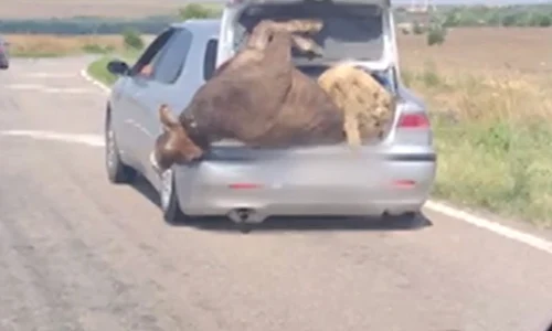 vaca berbec masina jpeg