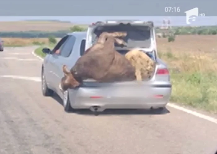 Conducătorul auto nu s-a gândit nicio clipă că animalele ar putea cădeaFoto: observatornews.ro