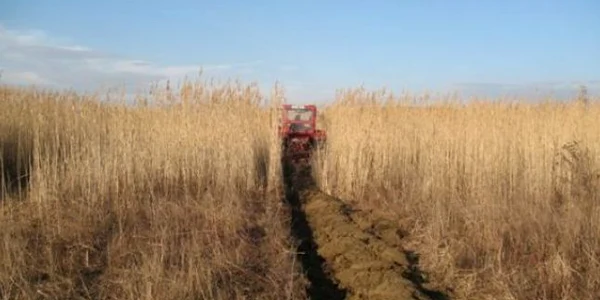 Preţul grâului este umflat şi de secetă, şi de cursul valutar