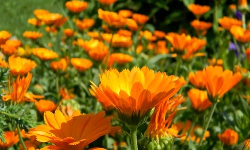 1 69515 original jpg jpeg