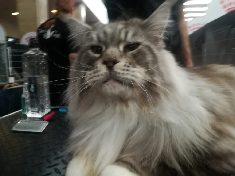 Marvel, este o pisică din rasa Maine Coon, considerate cele mai mari din lume