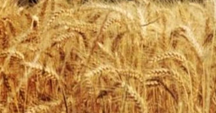 Peste 160 de milioane de euro pentru modernizarea exploataţiilor agricole
