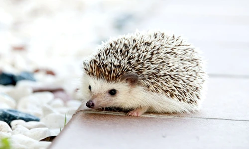 1 80037 original jpg jpeg