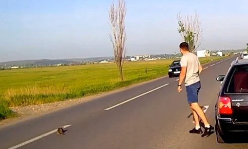 pisoi salvat captura video jpg