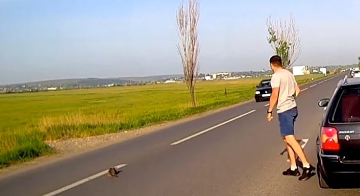 Povestea pisicului salvat de un tânăr din trafic, apoi adoptat / foto: captură video