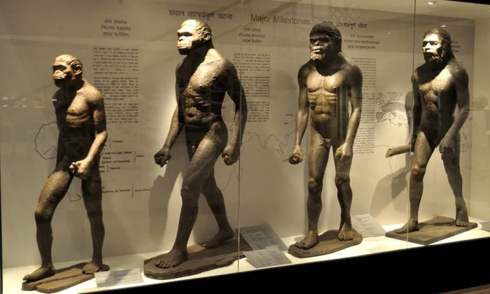 Mersul biped și evoluția mâinii la strămoșii omului jpeg