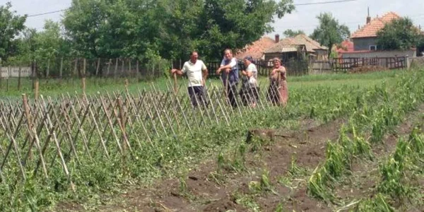 Grindina a distrus grădiinile şi terenurile agricole în comuna doljeană Galicea Mare