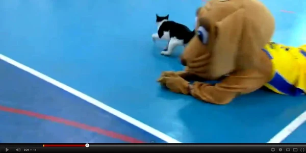 Câinele-mascotă ratează prinderea... pisicii