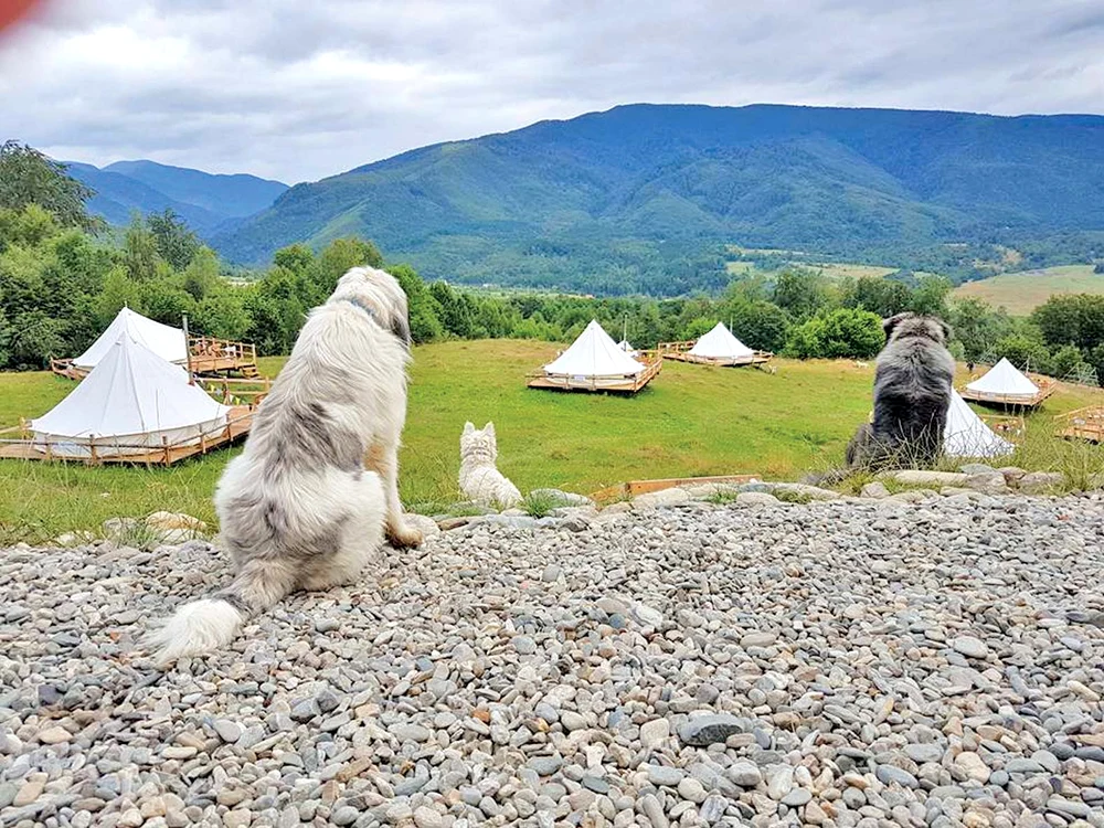 Lola şi Tarzan, doi ciobăneşti mioritici  încântători, paznicii campingului