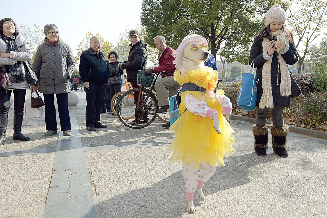 
    Simpatica Xiaoniu poate merge în două picioare chiar şi o orăFoto: Photoland/Corbis  