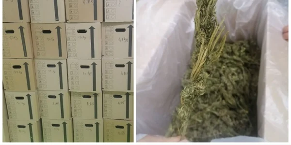 Zeci de baxuri pline cu muguri de canabis au fost descoperite