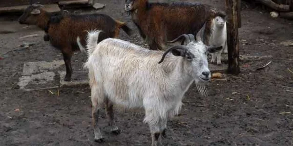 capre cu mai multe coarne la mehedinti FOTO Corina Macavei 