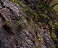 Laleaua galbenă de Cazane planta unică din Clisura Dunării în Mehedinți Foto Daciana Stoica