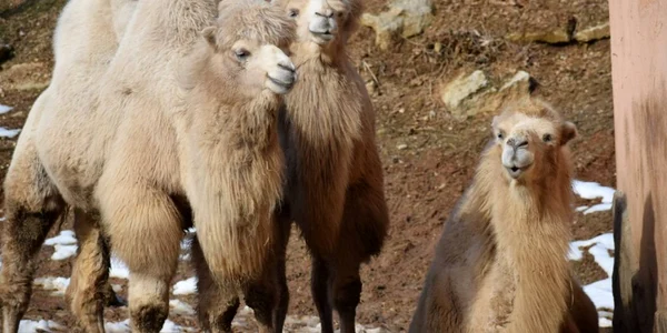 Cămilele au fost aduse de la Circul Globus