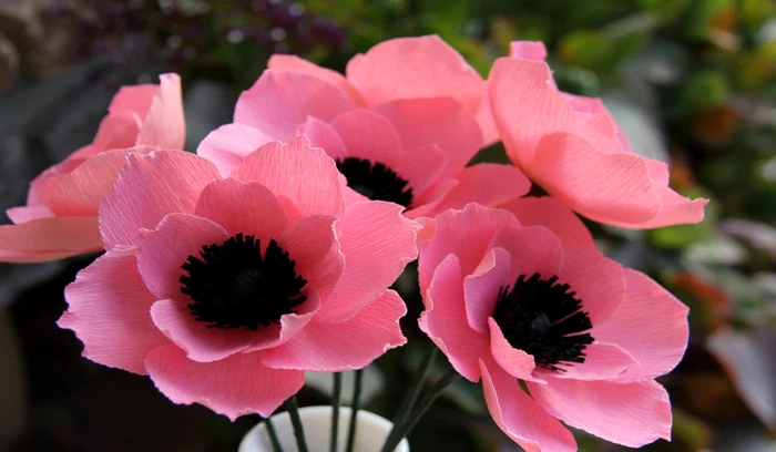 anemone 2 jpg jpeg