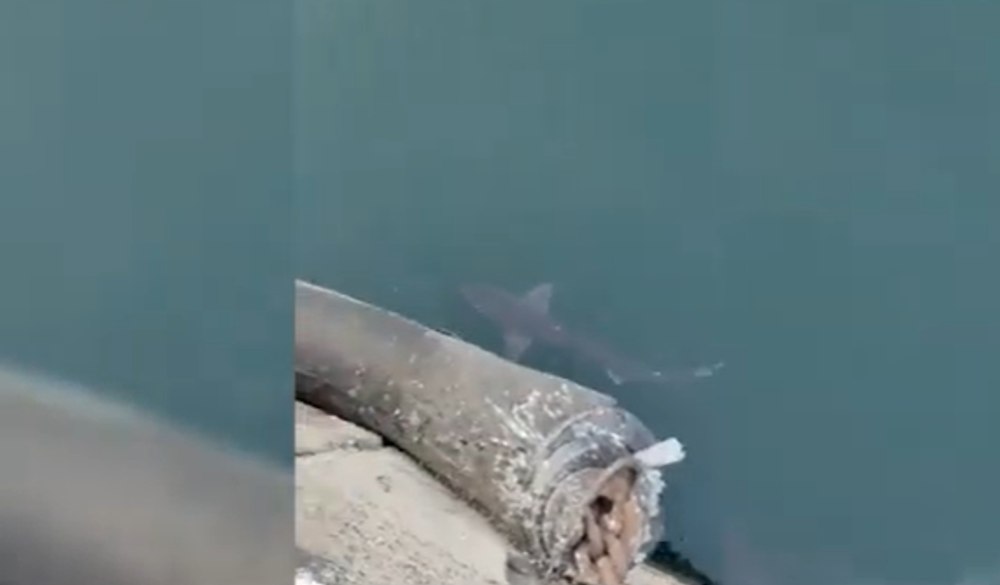  Rechin surprins foarte aproape de suprafața apei, în Portul Constanţa. Ce spun biologii VIDEO