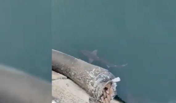 Un rechin a fost surprins pe malul Portului Constanța, spun biologii. Un rechin a fost surprins pe malul Portului Constanța, spun biologii.