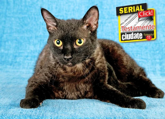 3. Tommasso 13 milioane $