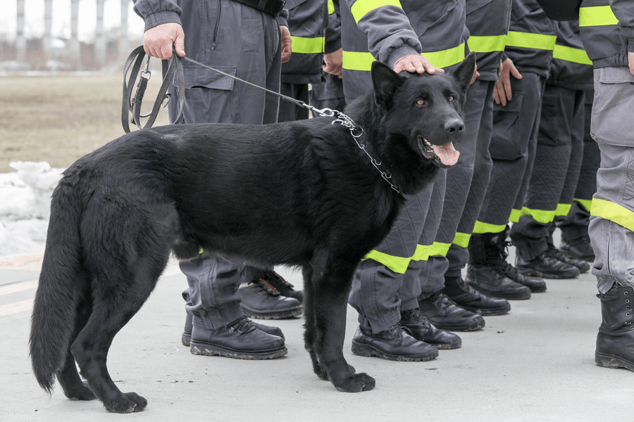 Povestea câinilor salvatori care au fost trimiși în Turcia 