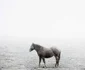 Tamas Dezso