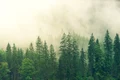 forest ga44fc7a2d 1280 jpg