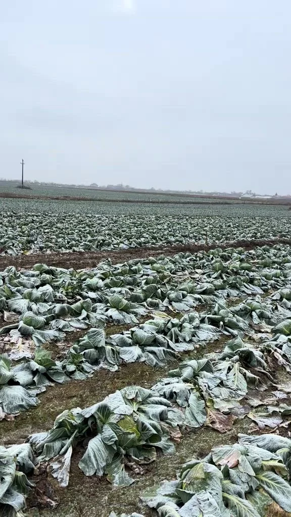 Gestul disperat al unui fermier din Satu Mare care a rămas cu toată recolta pe câmp: „O donez pe toată”