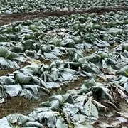 varza inghetata pe camp tiktok @fermadecastravetiandrid mp4 thumbnail png